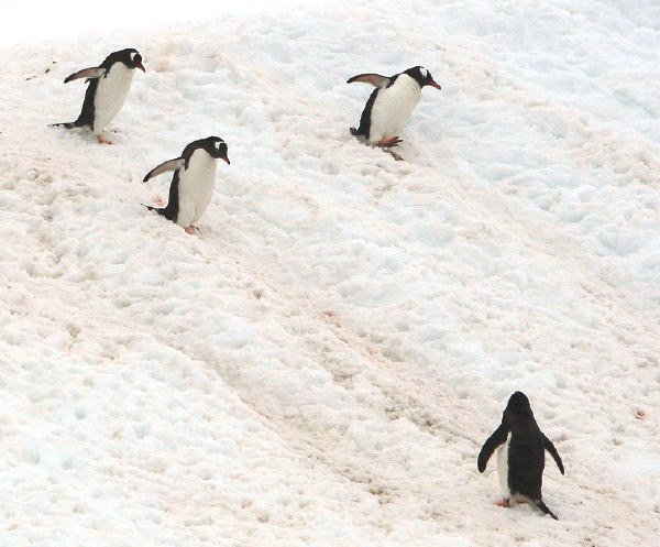 南極写真1