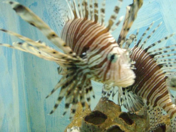 キプロス島_水族館