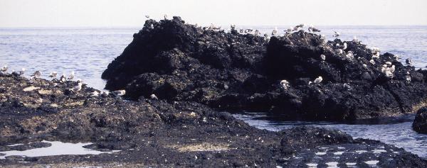 地球の島めぐり_韓国_鬱陵島