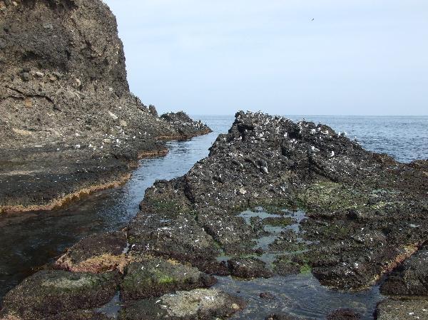 地球の島めぐり_韓国_鬱陵島_岩の上には海鳥がいっぱい