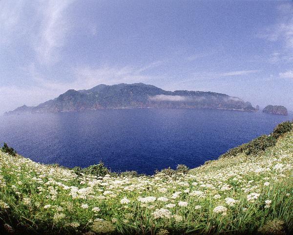 地球の島めぐり_韓国_鬱陵島_フタクサが満開