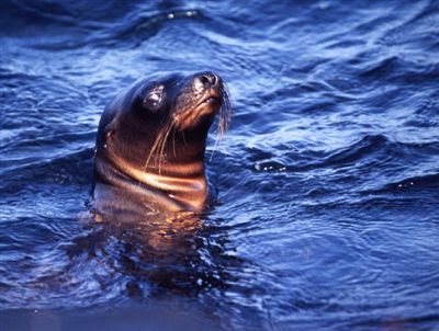 ガラパゴス諸島=Ⅱ