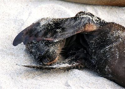 ガラパゴス諸島