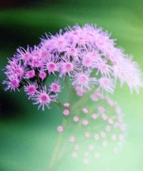 パプアニューギニアの花