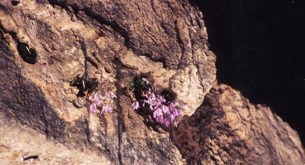 キプロス島だけの花