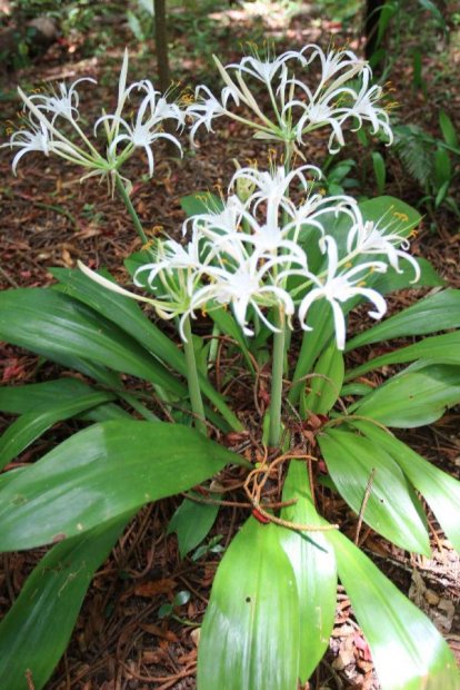 ニューカレドニア　イル･デ･パン島の花