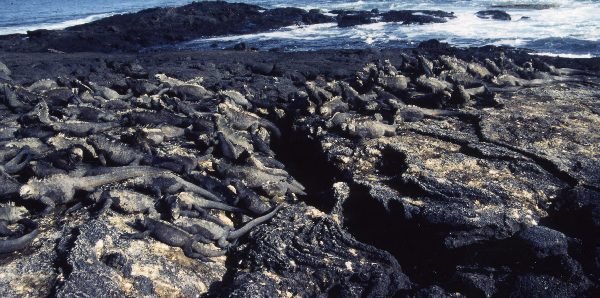 ガラパゴス諸島=Ⅱ