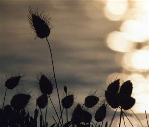 イタリア共和国　ファヴィニャーナ島の花