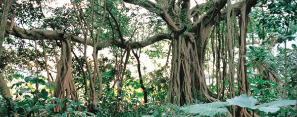 日本の島再発見_屋久島　一本のガジュマルの木