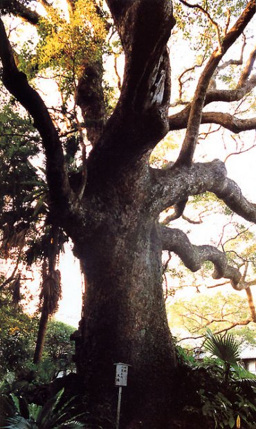 日本の島再発見_長崎県_五島列島_福江島_樹齢650年のアコウの木