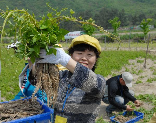 地球の島めぐり_韓国_鬱陵島_トラジ