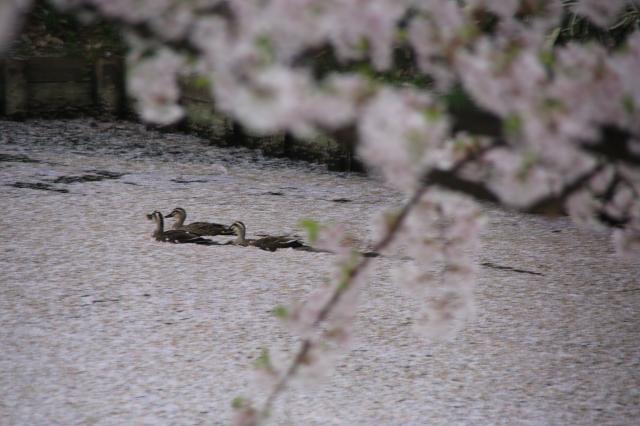 2014年春　水辺の桜