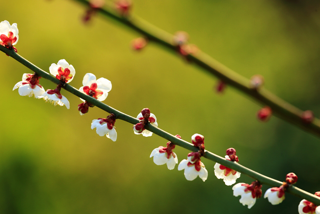 梅の花