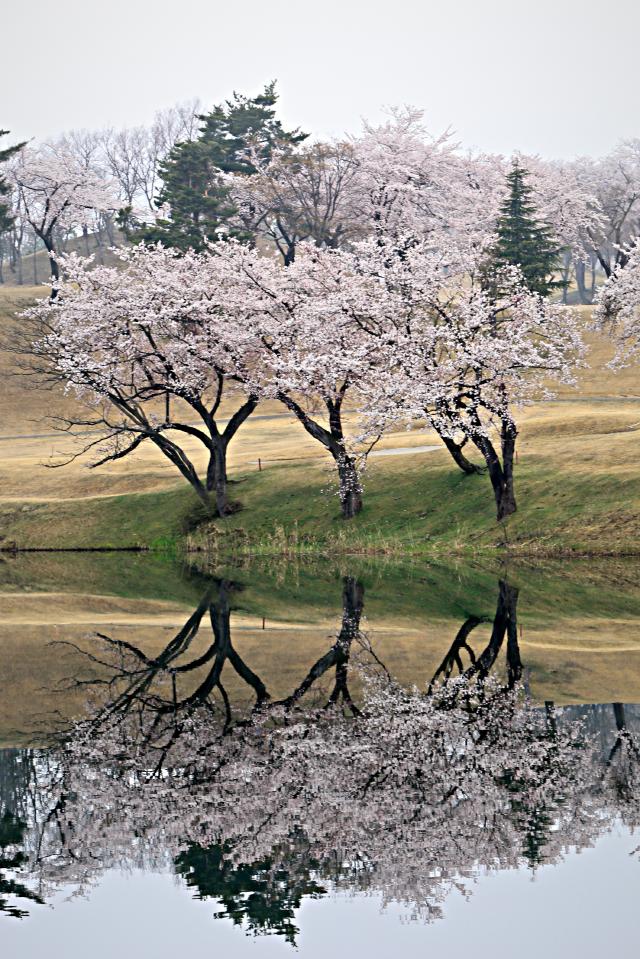 新潟県　妙高サンシャインゴルフクラブ 