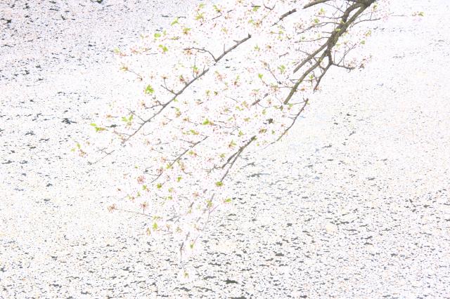 2014年春　桜