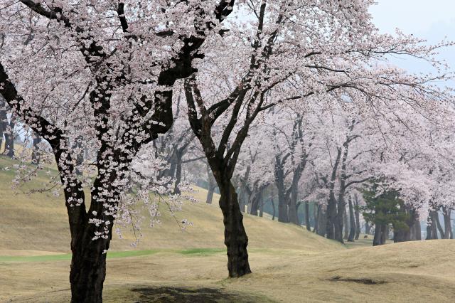 新潟県　妙高サンシャインゴルフクラブ 