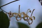 ニューカレドニア　イル･デ･パン島の花