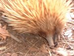 オーストラリア　カンガルー島