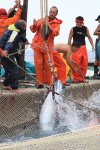 イタリア　サンピエトロ島　マグロ漁