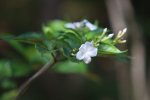 ベトナム　フーコック島　花