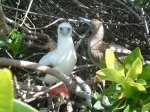 ガラパゴス諸島=Ⅱ_1ガラパゴスの鳥図鑑