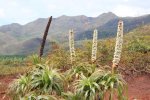 ニューカレドニア　イル･デ･パン島の植物