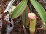 ニューカレドニア　イル･デ･パン島の植物