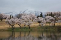 2014年春　桜