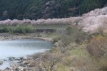 2014年春　水辺の桜