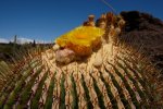 カナリア諸島　ランサローテ島　サボテン公園