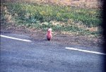 オーストラリア　カンガルー島