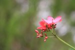 ベトナム　フーコック島　花