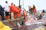 イタリア　サンピエトロ島　マグロ漁