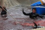 イタリア　サンピエトロ島　マグロ漁