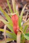 ニューカレドニア　イル･デ･パン島の植物