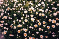 キプロス島_花1