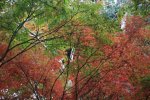 秋の風景2013 北海道・大阪・奈良・京都・兵庫・九州