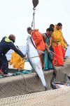 イタリア　サンピエトロ島　マグロ漁