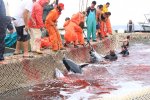 イタリア　サンピエトロ島　マグロ漁