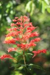 ベトナム　フーコック島　花