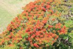 ニューカレドニア　イル･デ･パン島の植物