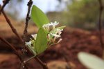 ニューカレドニア　イル･デ･パン島の花