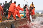 イタリア　サンピエトロ島　マグロ漁