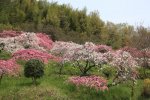 2014年春・桜前線