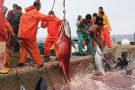 イタリア　サンピエトロ島　マグロ漁