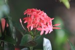ベトナム　フーコック島　花