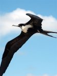 ガラパゴス諸島=Ⅰ_1野生動物の楽園