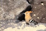 カナリア諸島　ランサローテ島