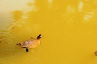 カナリア諸島　テネリフェ島