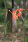 ベトナム　フーコック島　花